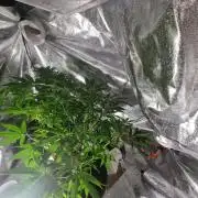 Apple betty auto