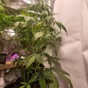 Skywalker og runtz xl auto