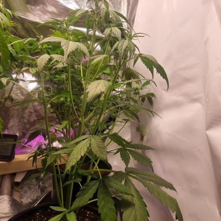Skywalker og runtz xl auto