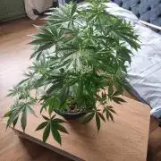 Apple betty auto