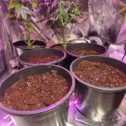 Mighty Dwarf Auto
