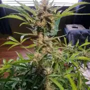 Apple betty auto