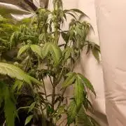 Skywalker og runtz xl auto