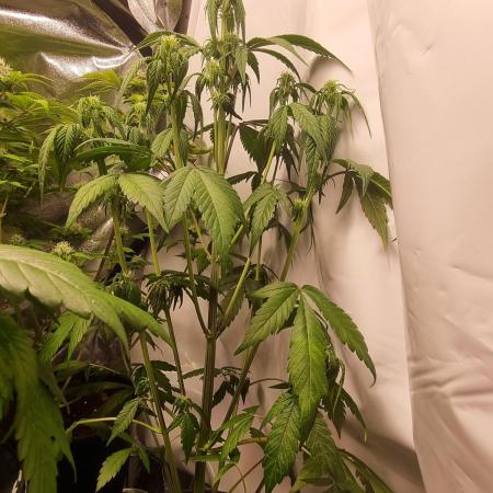 Skywalker og runtz xl auto