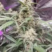 Barneys farm