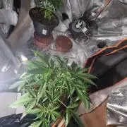 Orange buddy auto