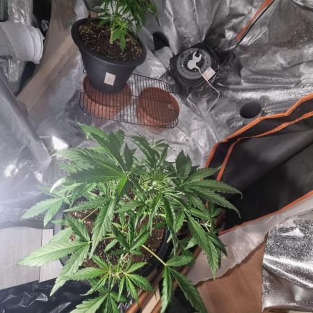 Orange buddy auto