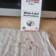 Mighty Dwarf Auto