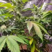 Og kush auto