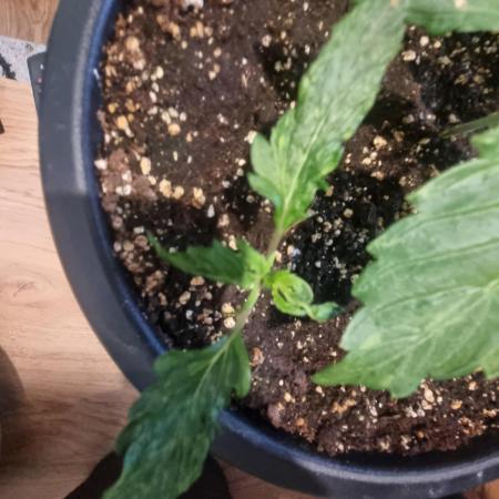 Lemon auto