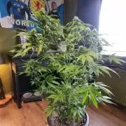 Orange buddy auto