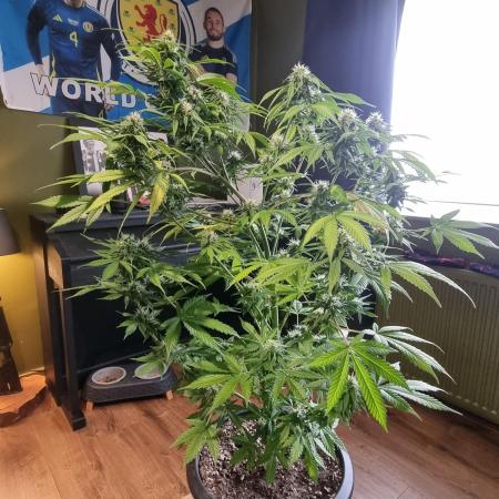 Orange buddy auto