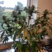 Orange buddy auto