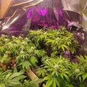 Og kush auto
