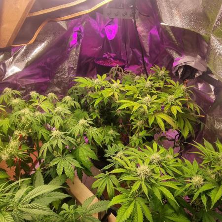 Og kush auto