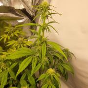 Skywalker og runtz xl auto