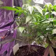 Skywalker og runtz xl auto
