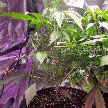 Skywalker og runtz xl auto