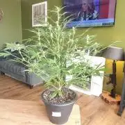 Orange buddy auto