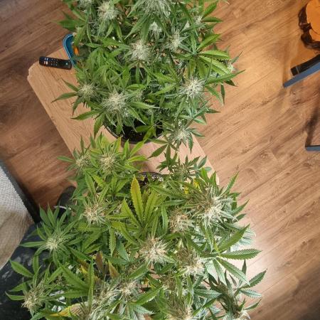 Og kush auto