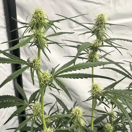 Archive and Mephisto grow