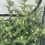 Archive and Mephisto grow