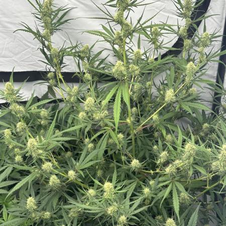 Archive and Mephisto grow