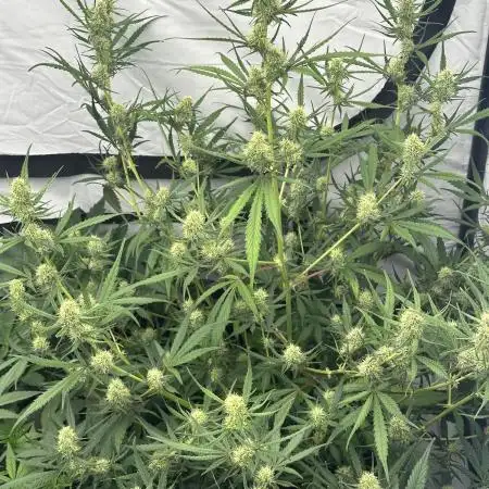 Archive and Mephisto grow