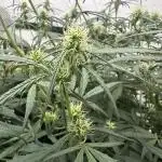 Archive and Mephisto grow