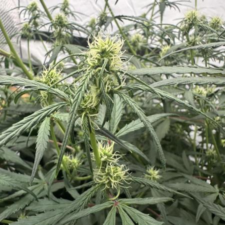 Archive and Mephisto grow