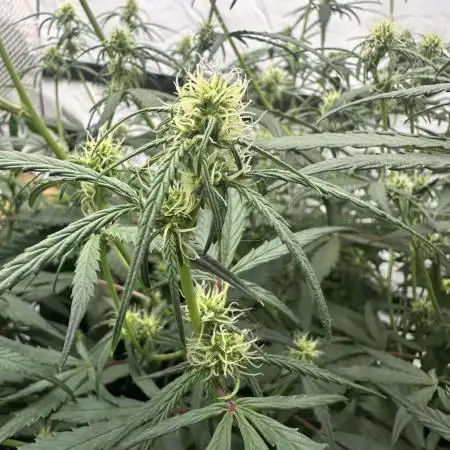 Archive and Mephisto grow