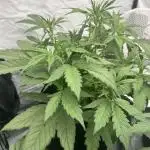 Archive and Mephisto grow