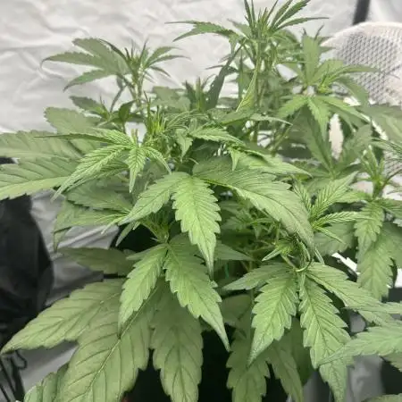 Archive and Mephisto grow