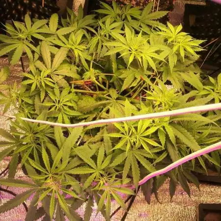Dr. Grinspoon LED ORGANIC BIOBIZZ