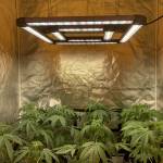 Auto grow no.2 