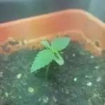 Moby Dick XXL Auto