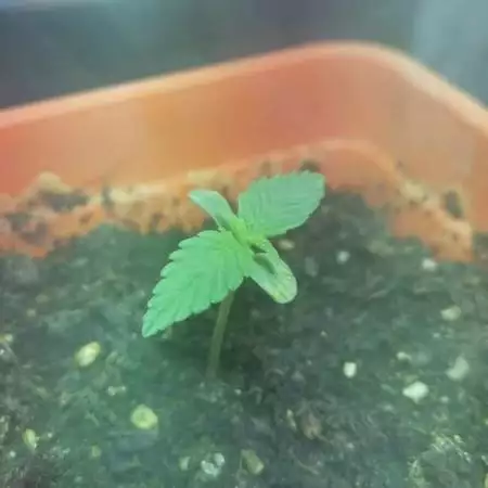 Moby Dick XXL Auto