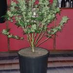 Skunk XL RQS