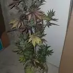 LSD25 new Z