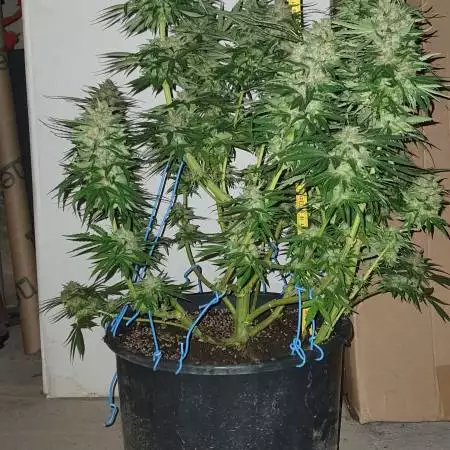 Blue ( Hakeem The) Dream 
