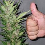 LSD 25 Fast buds Old