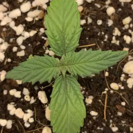 My “First” Grow