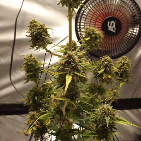 Green gelato FIMing LST experience