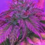 1st Grow Ever