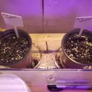 ALIEN Genetic Grow