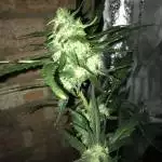 Stardawg (first grow)verylowbudget