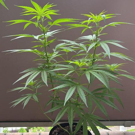 BruceBanner #5