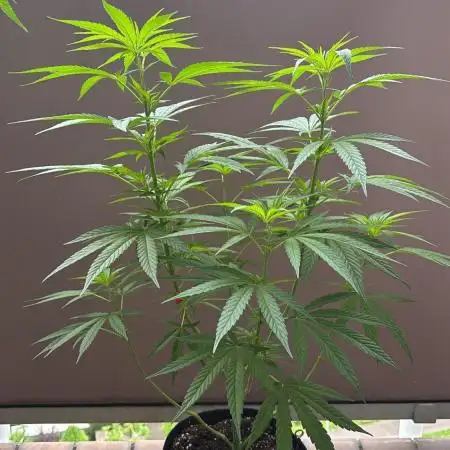 BruceBanner #5