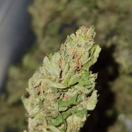 AUTO BLUEBERRY