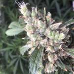 Alaskan Purple& Blueberry Auto_20200620